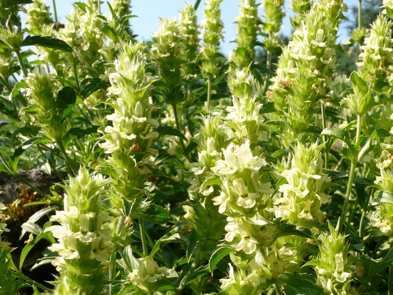 Sideritis endressii
