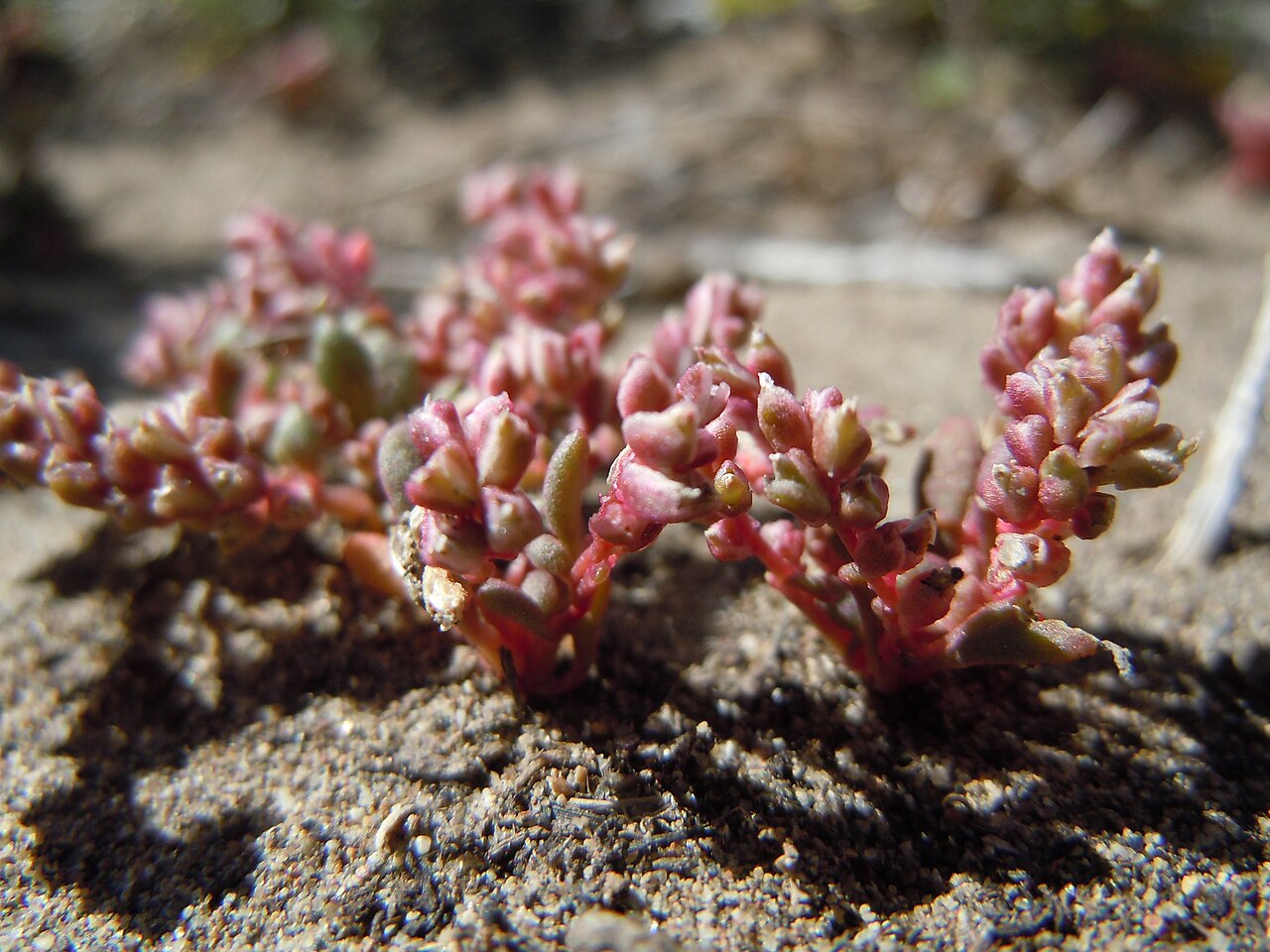 Cistanthe rosea