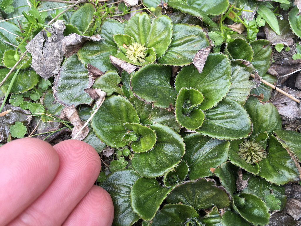 Gunnera cordifolia