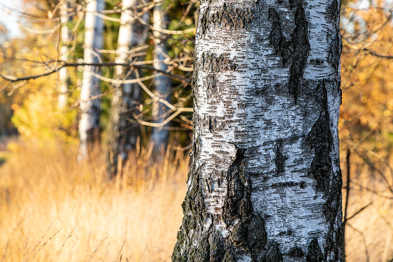 Betula minor