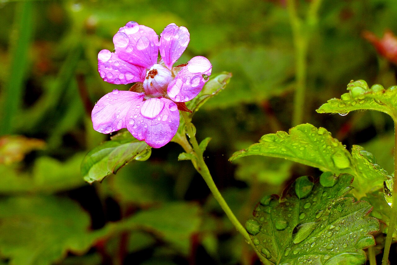Rubus arcticus