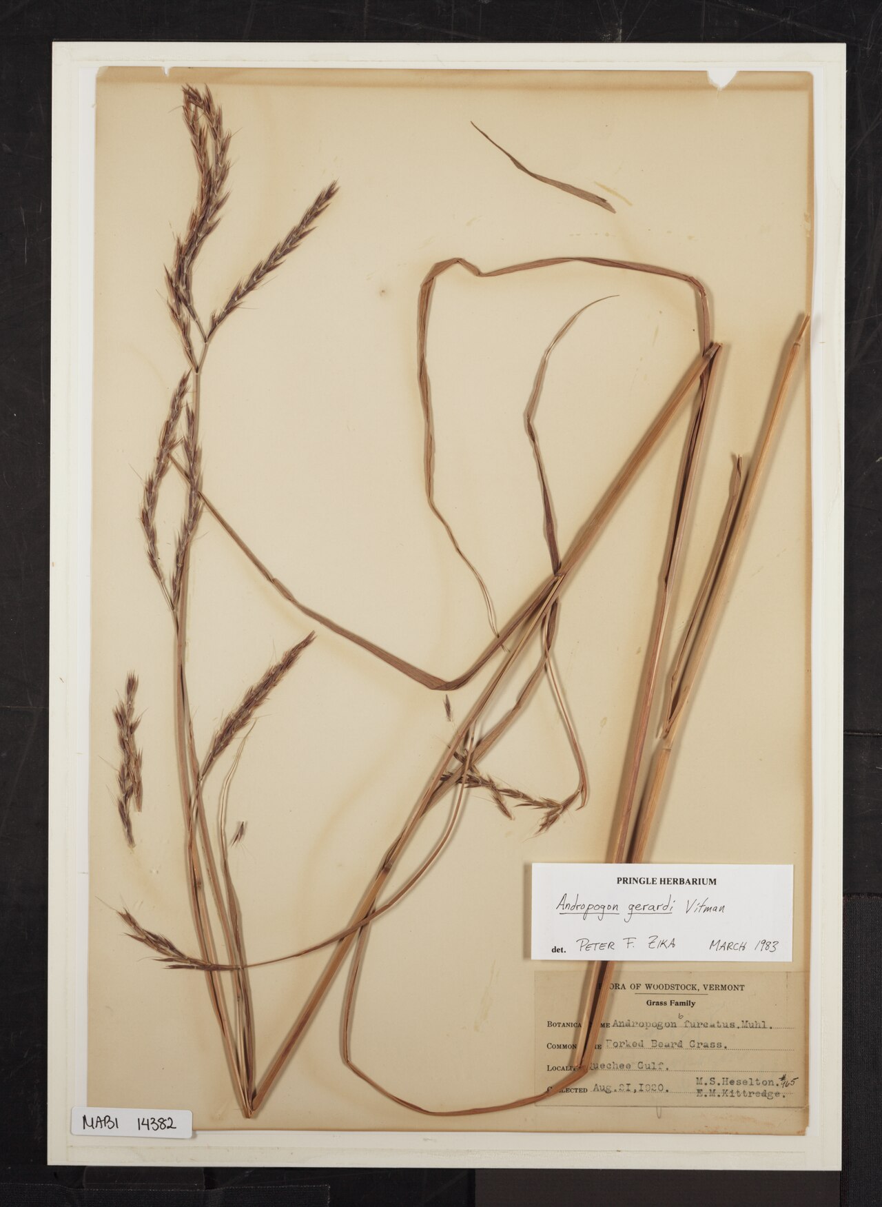 Andropogon gerardi