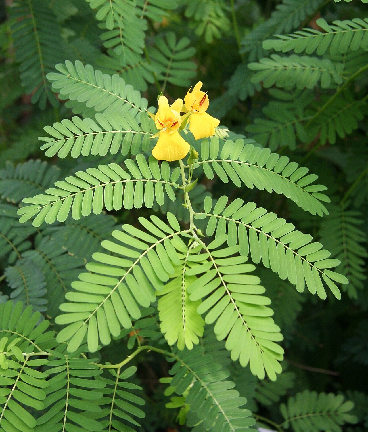 Chamaecrista glandulosa
