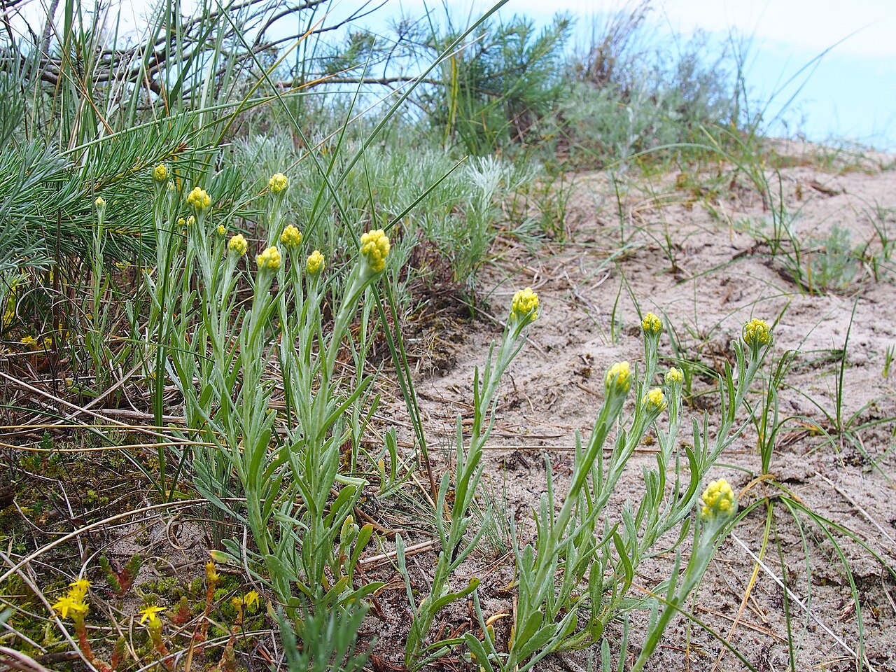 Helichrysum arenarium