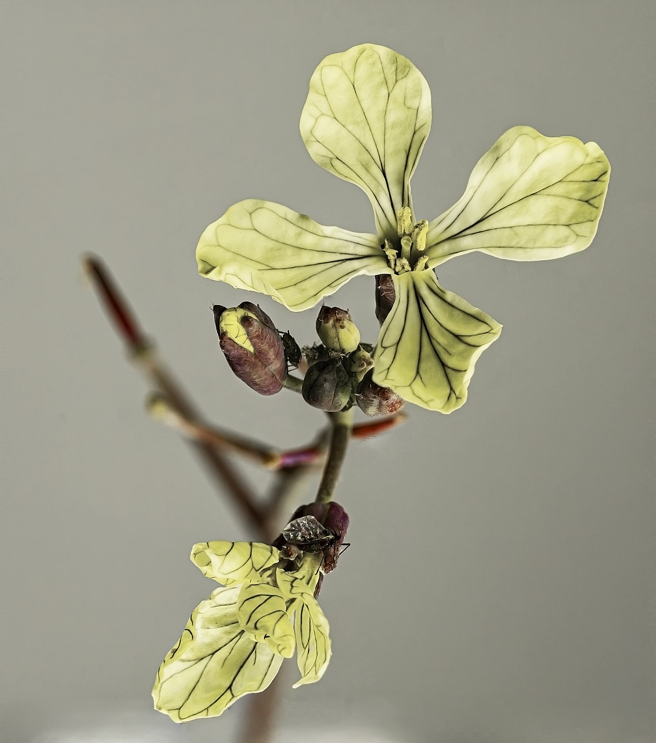 Raphanus raphanistrum