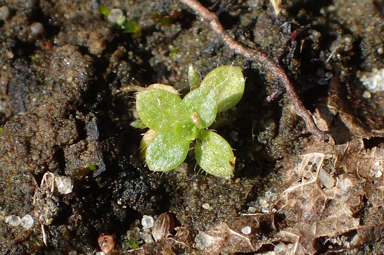 Cerastium alpinum