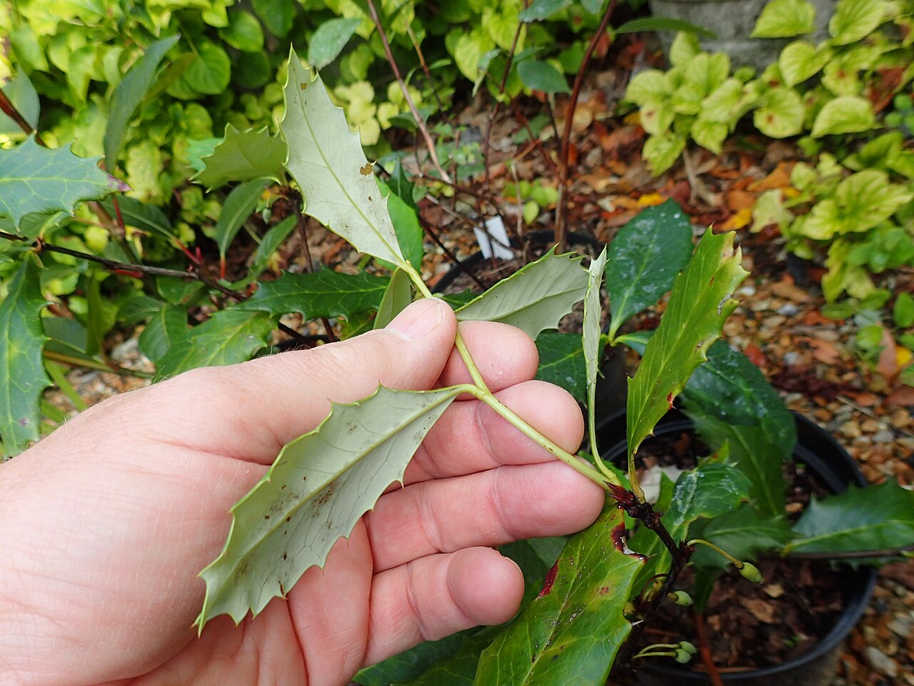 Berberis hypokerina