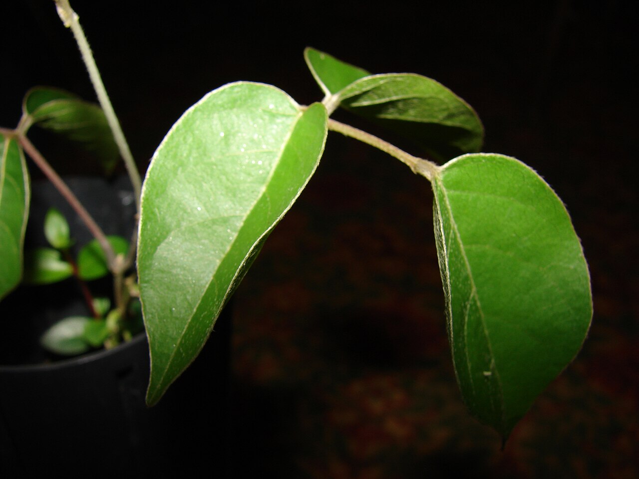 Canavalia molokaiensis