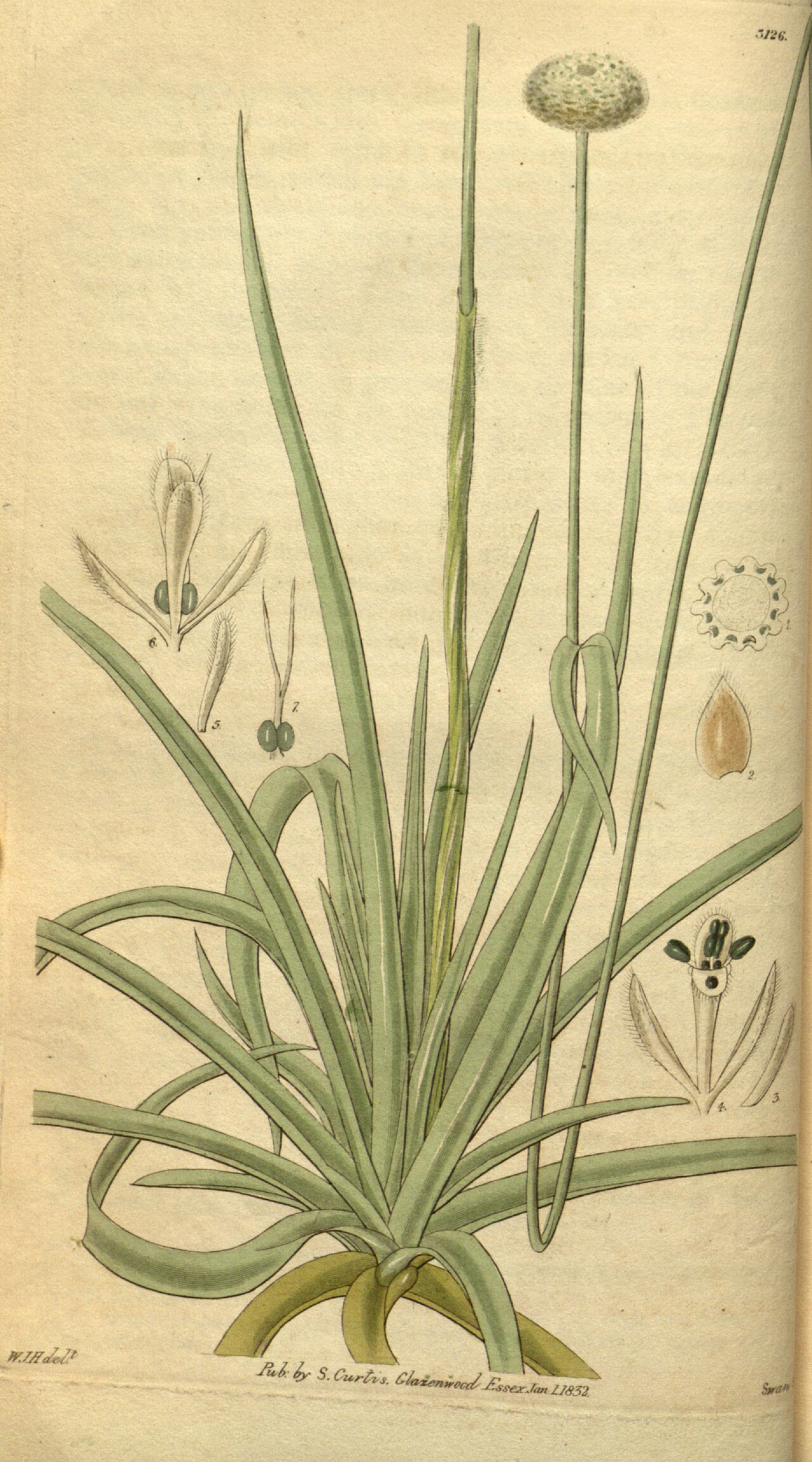Ten-angled pipewort