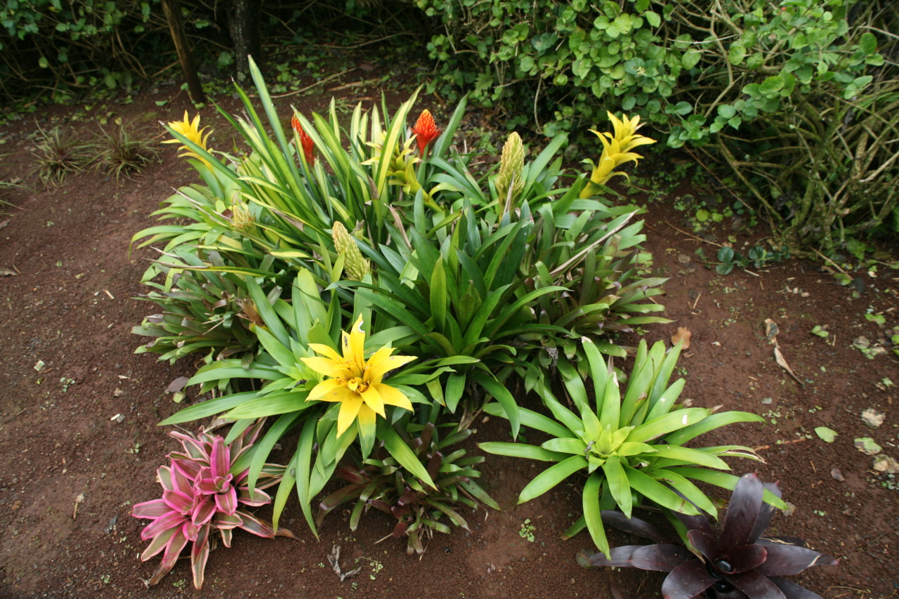 Canistropsis seidelii