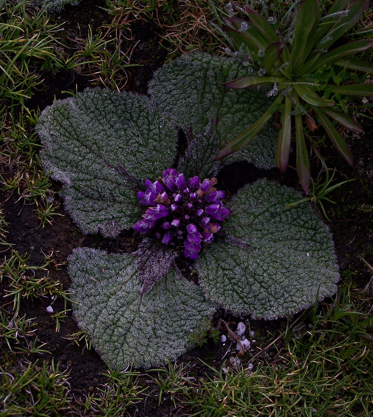 Phlomoides rotata