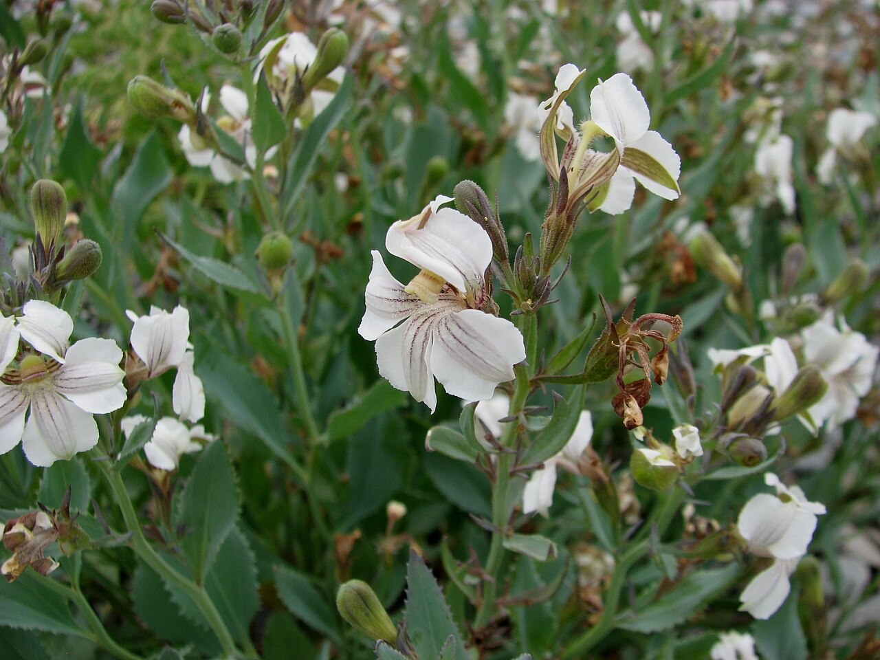 White goodenia