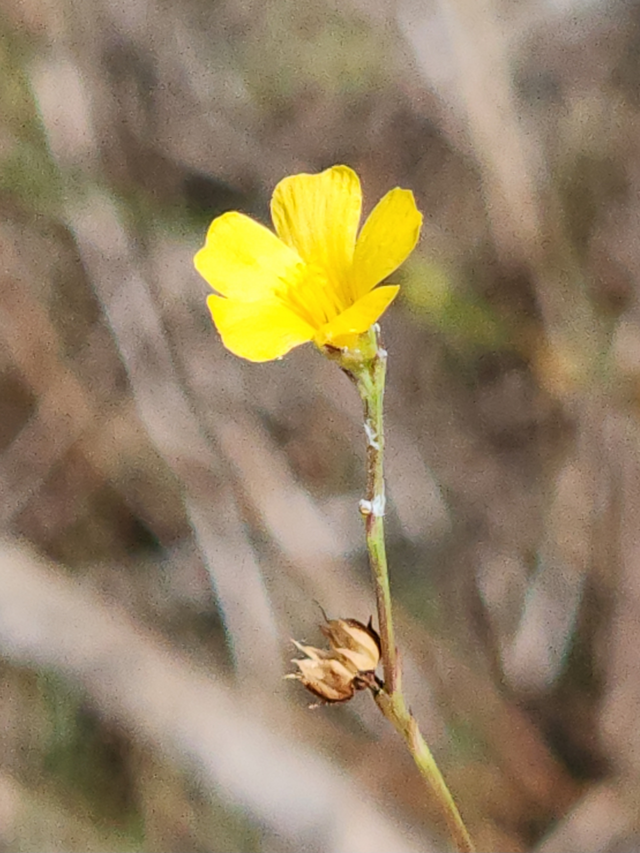 Linum arenicola