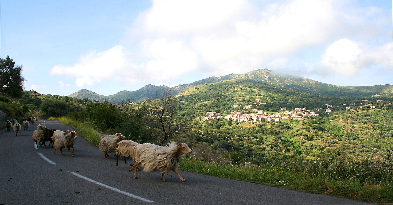 Corsican sheep