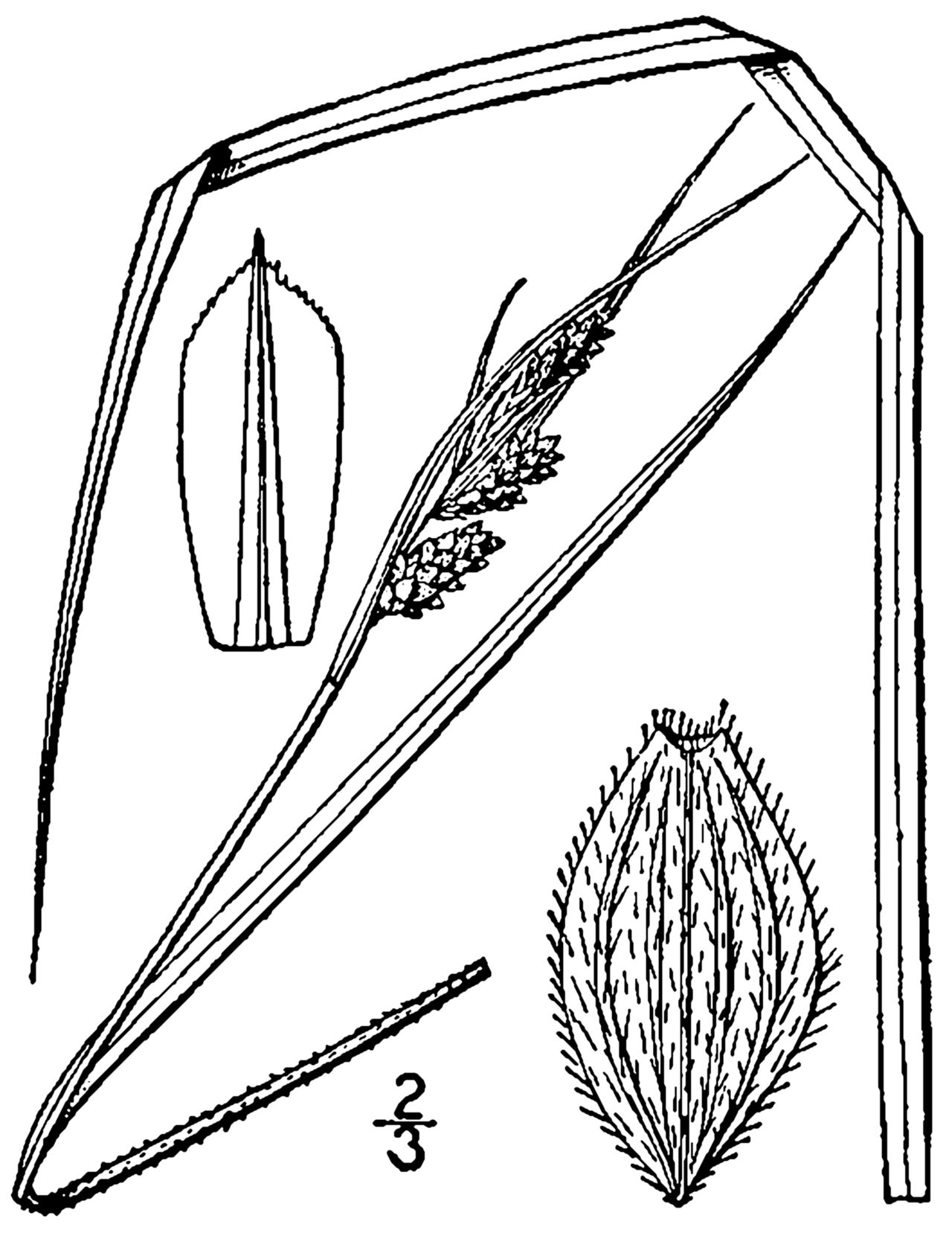 Swan's sedge or downy green sedge
