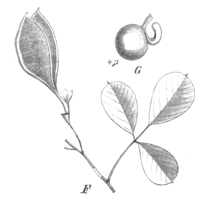 Golden tip or clover tree