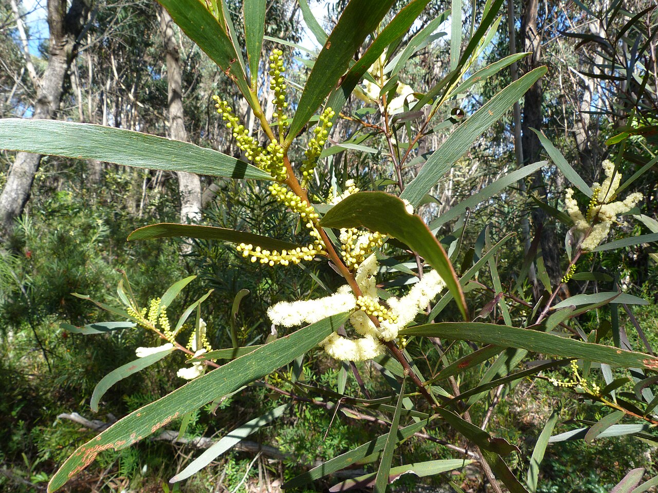 Stiff-leaf wattle or blunt-leaf wattle