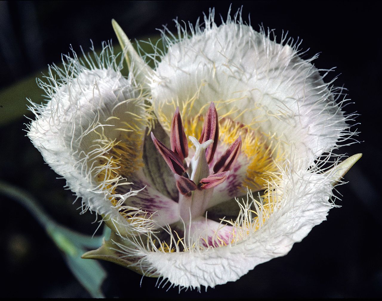 Calochortus coxii