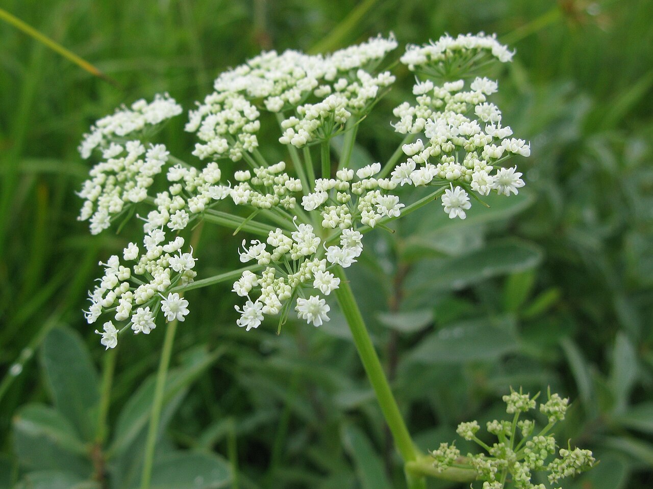 Angelica genuflexa