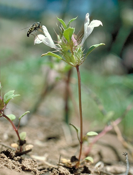 Acanthomintha obovata