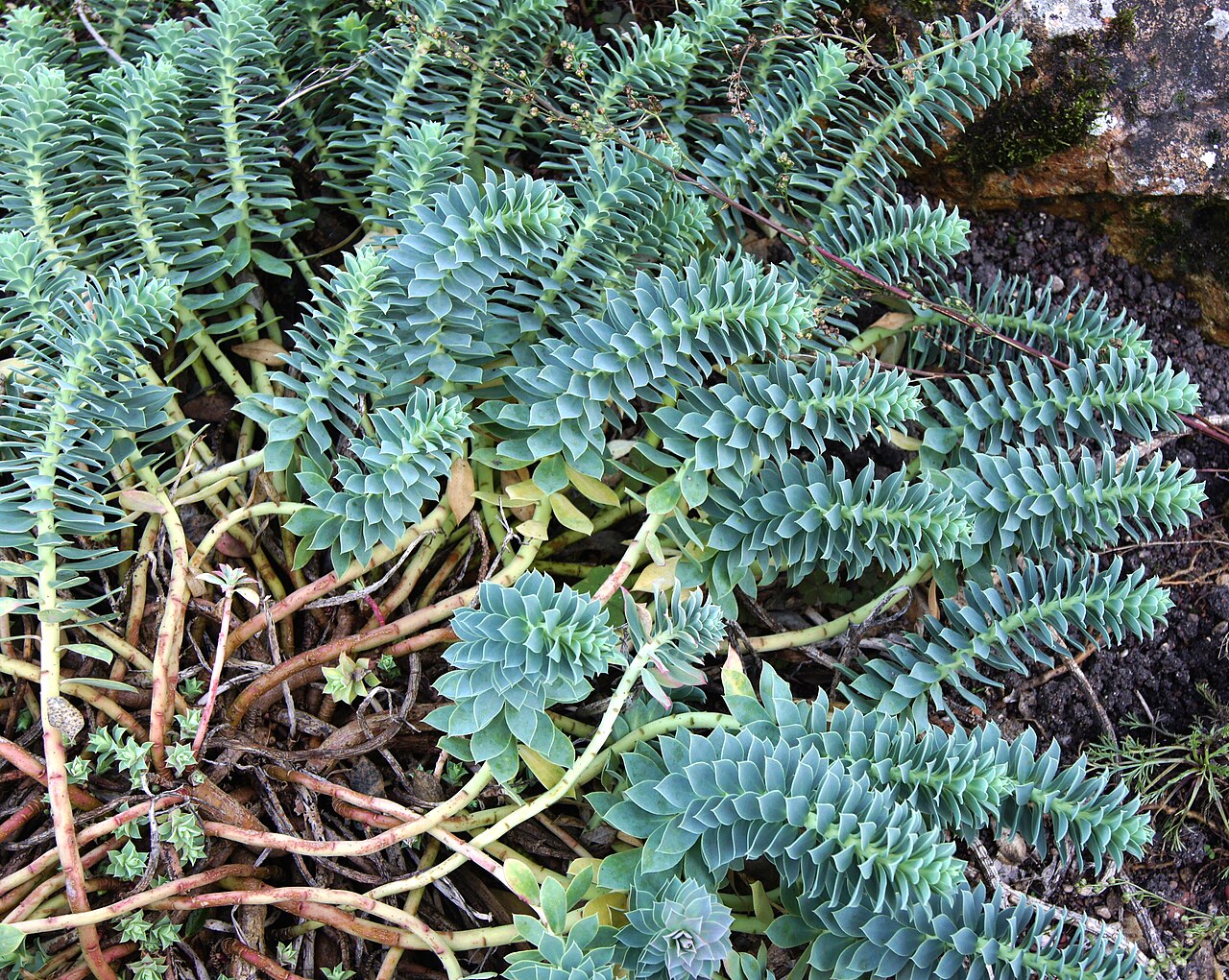 Euphorbia myrsinites
