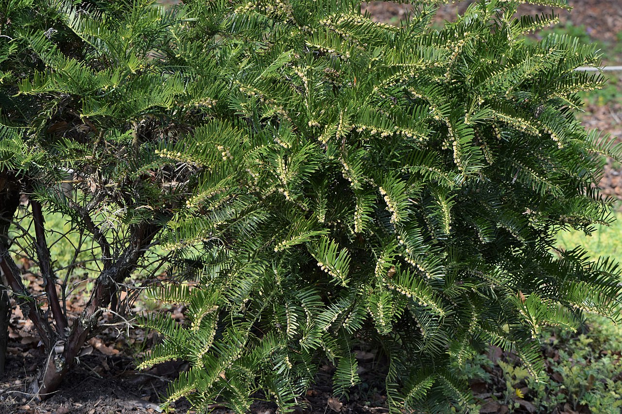 Cephalotaxus harringtonia