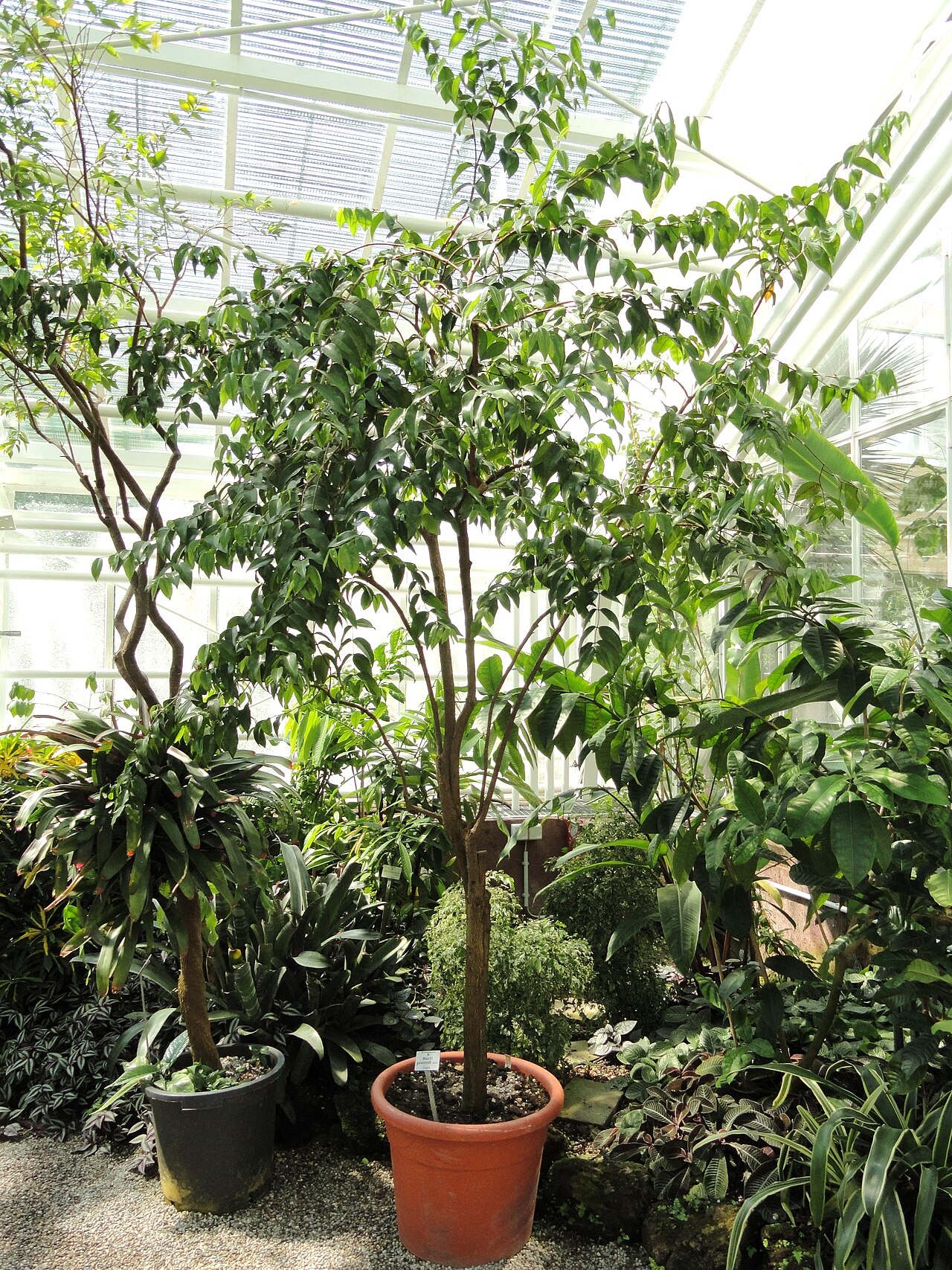 Mouriri guianensis