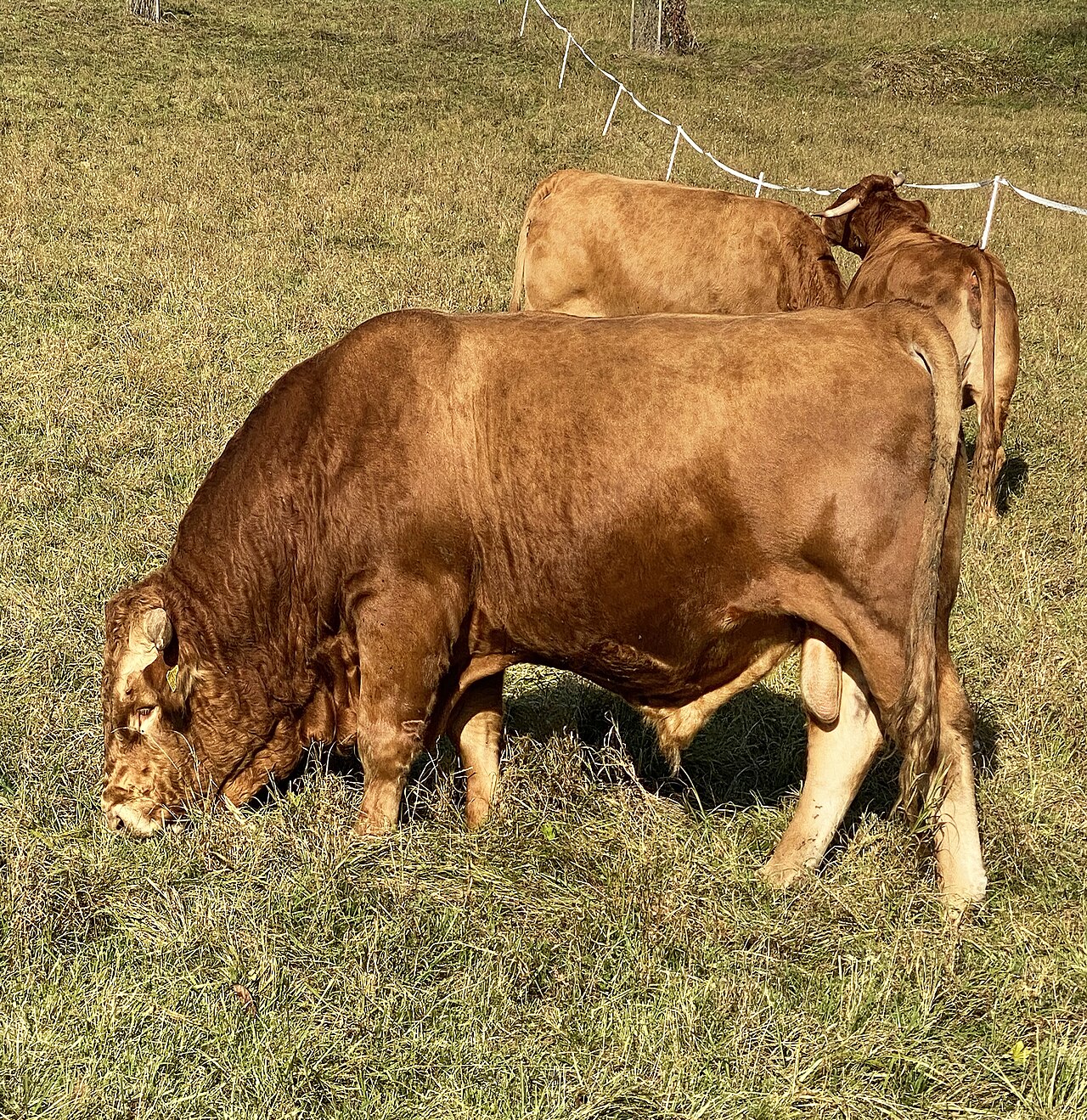 Limpurger