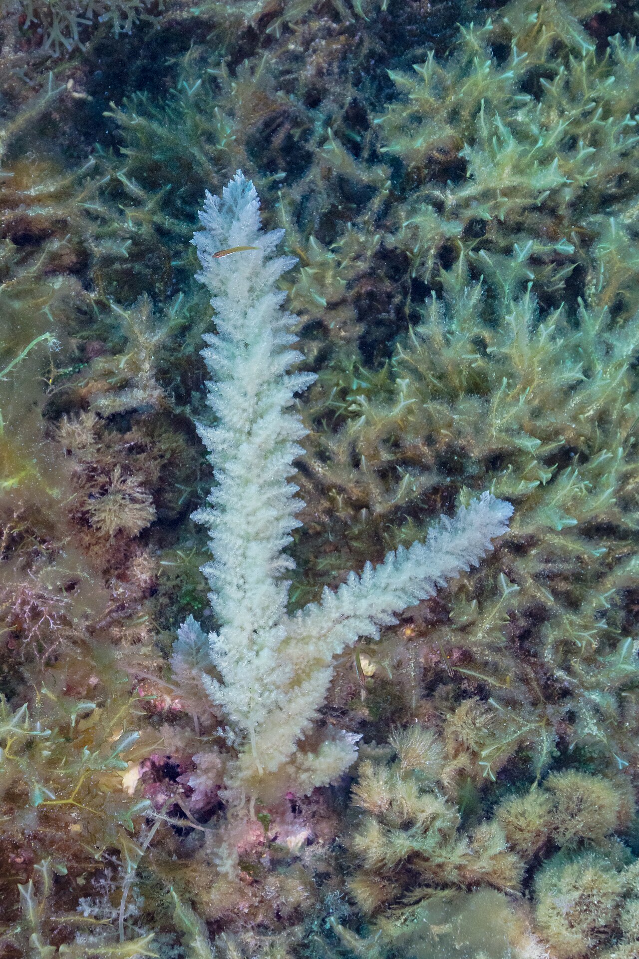 Asparagopsis taxiformis