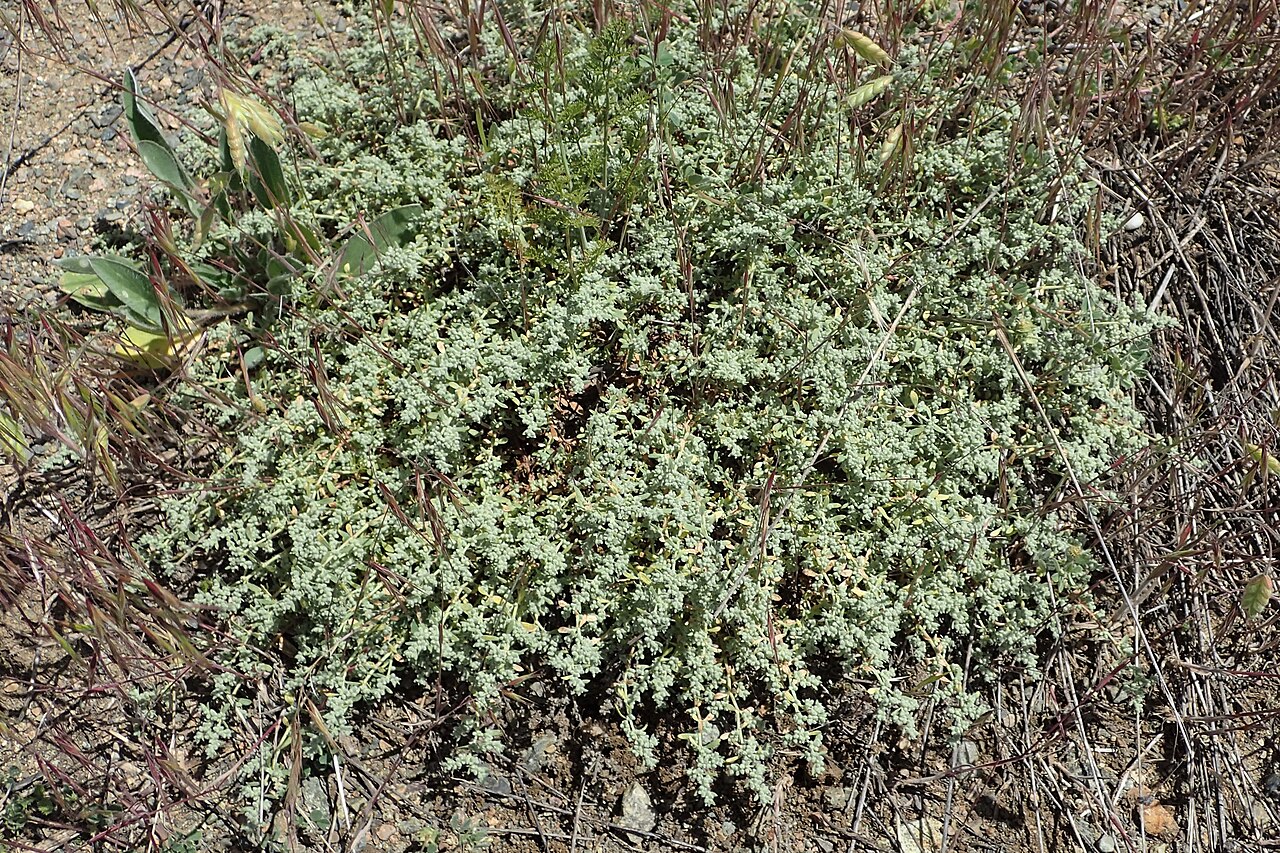 Herniaria besseri
