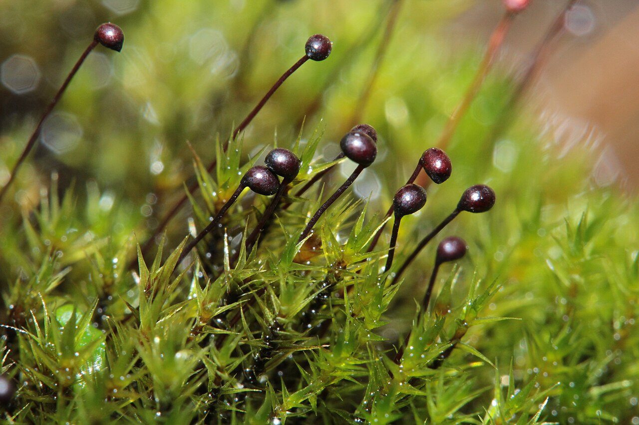 Catoscopium nigritum