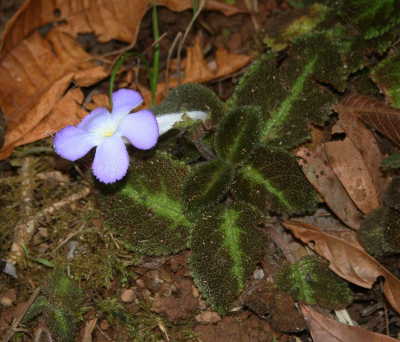 Episcia lilacina