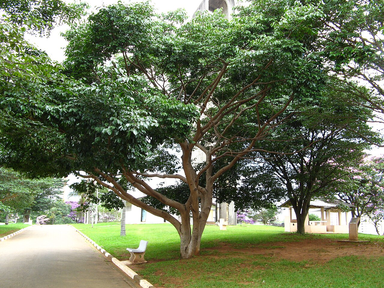 Hymenaea courbaril