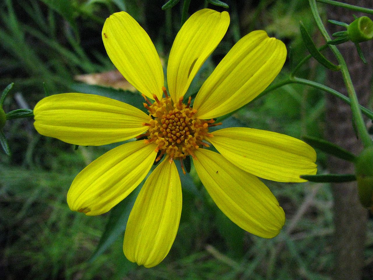 Bidens amplectens