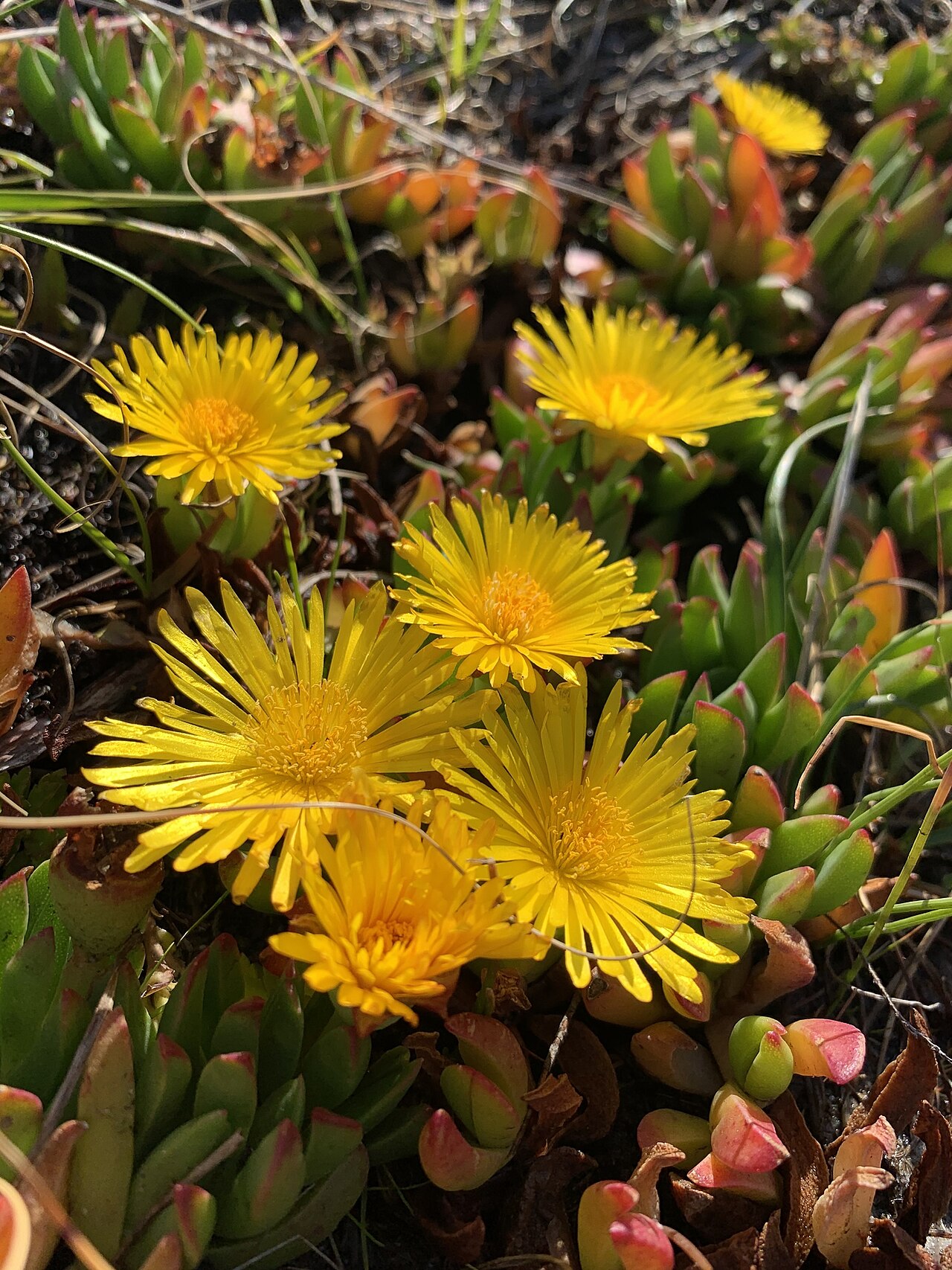 Lampranthus serpens