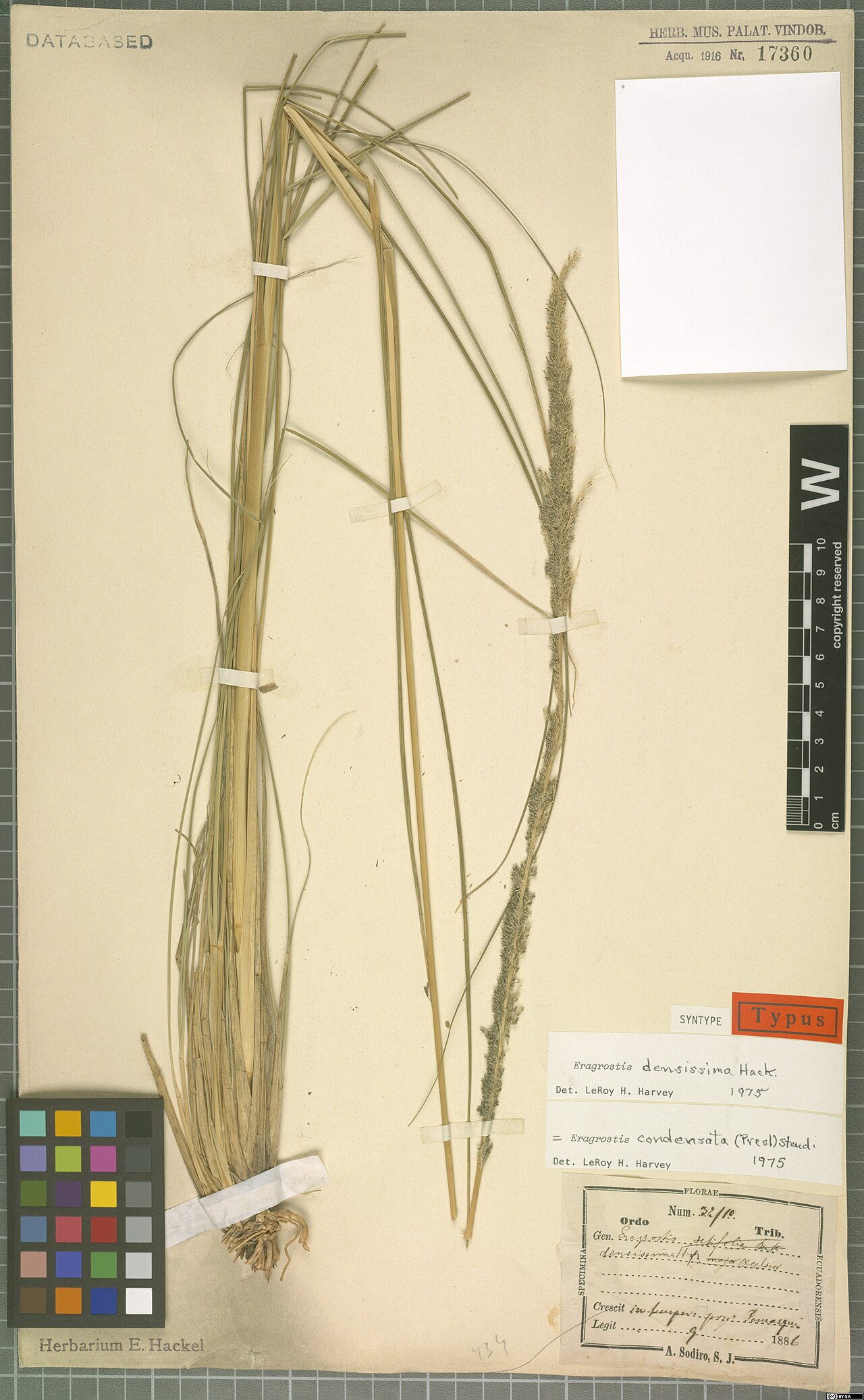Eragrostis condensata