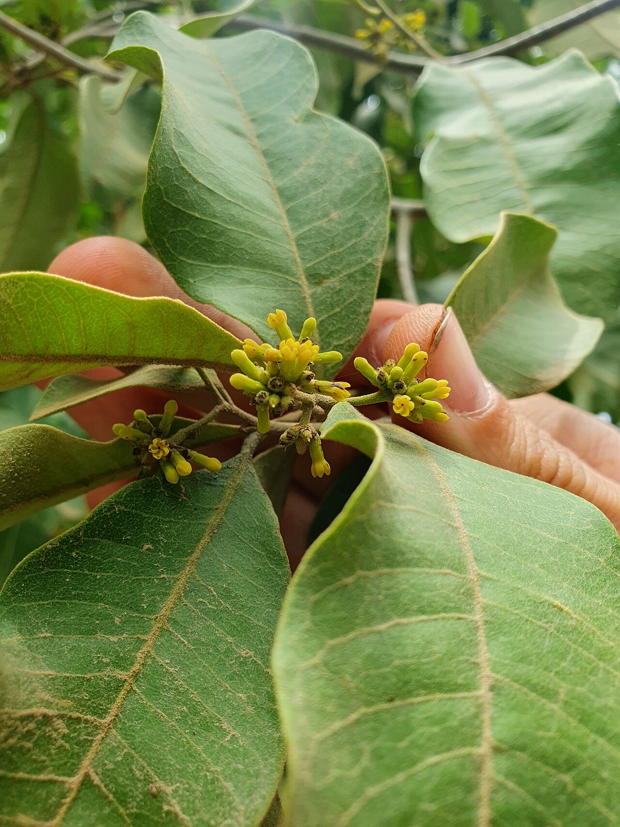 Aspidosperma cuspa
