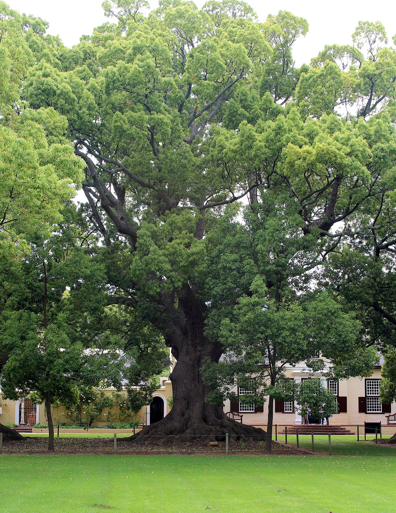 Cinnamomum camphora
