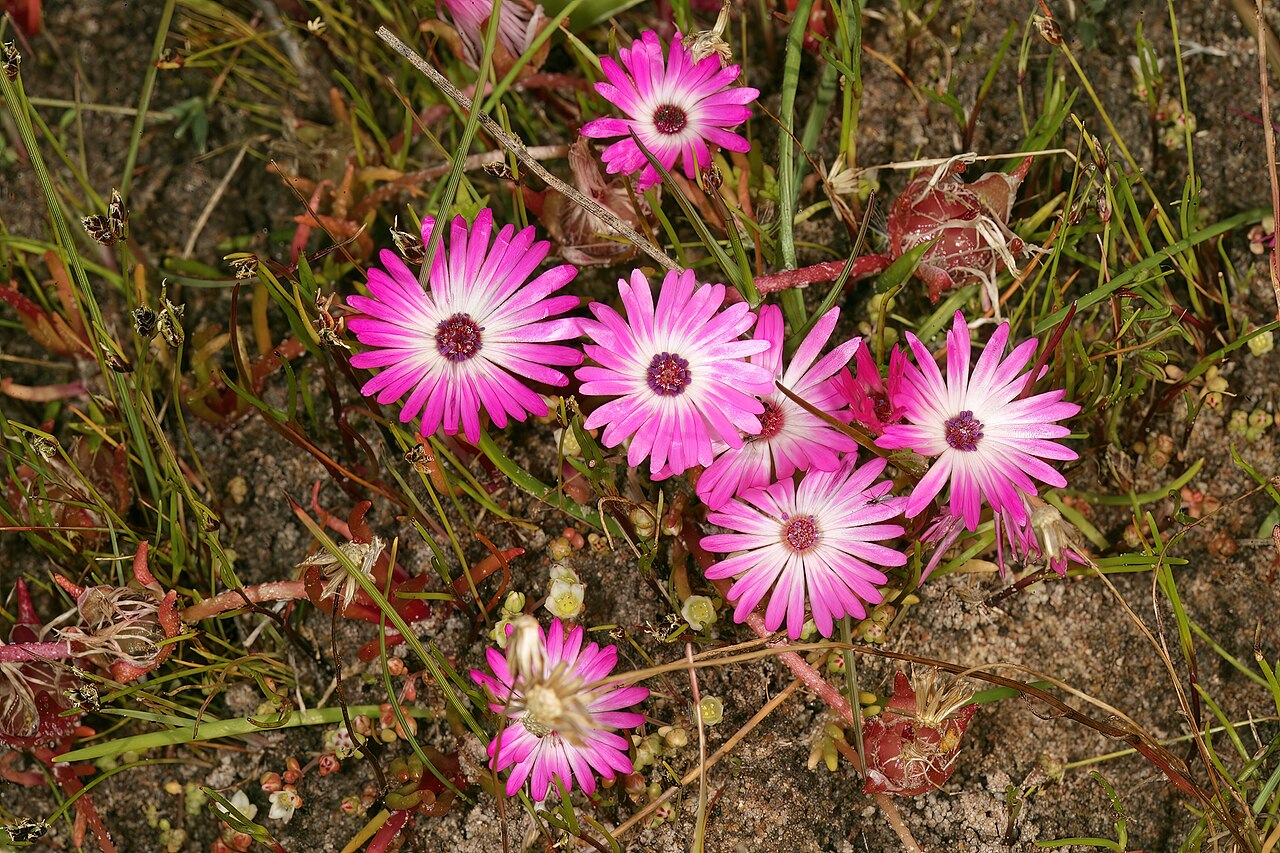Cleretum clavatum
