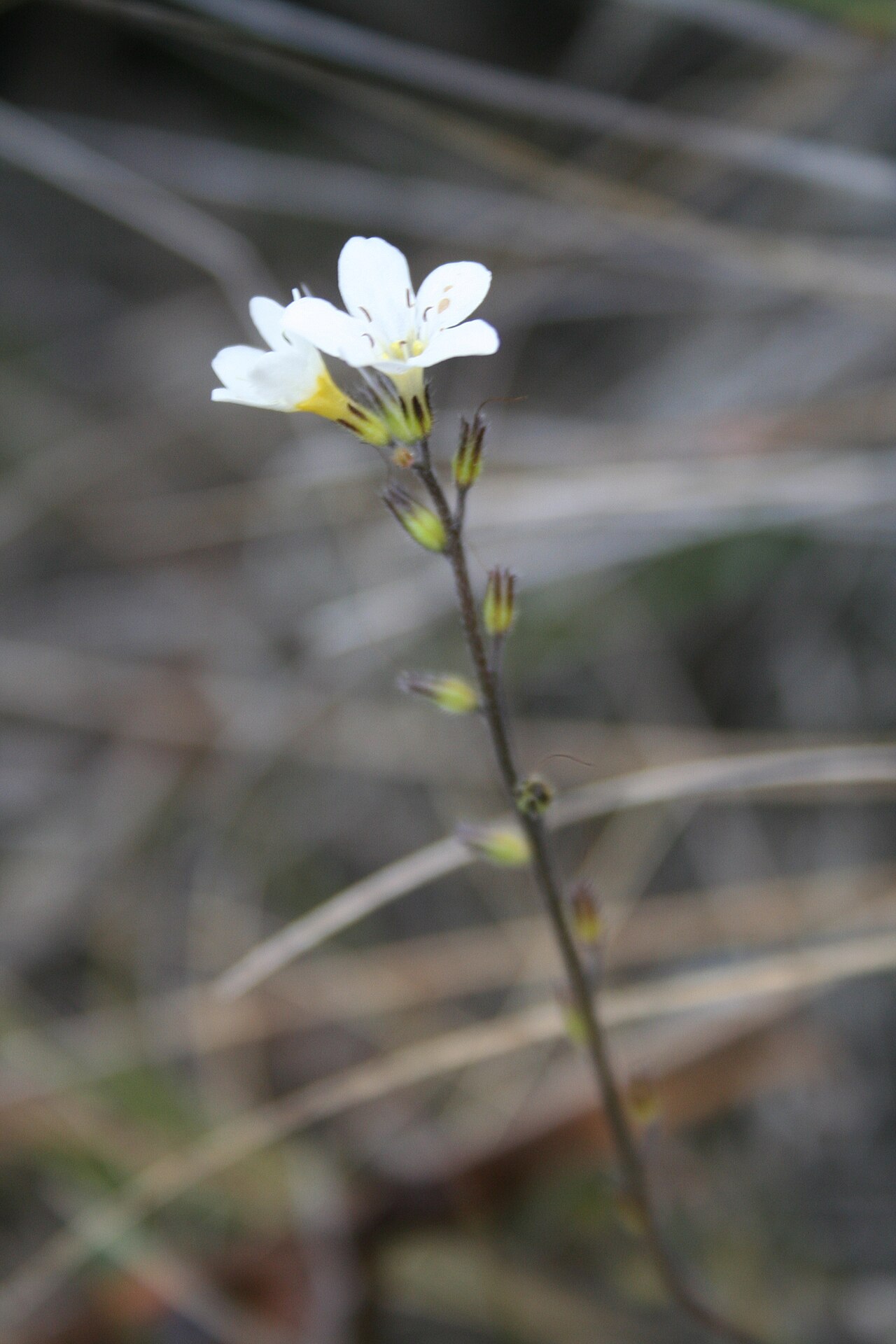 Myosotis laeta