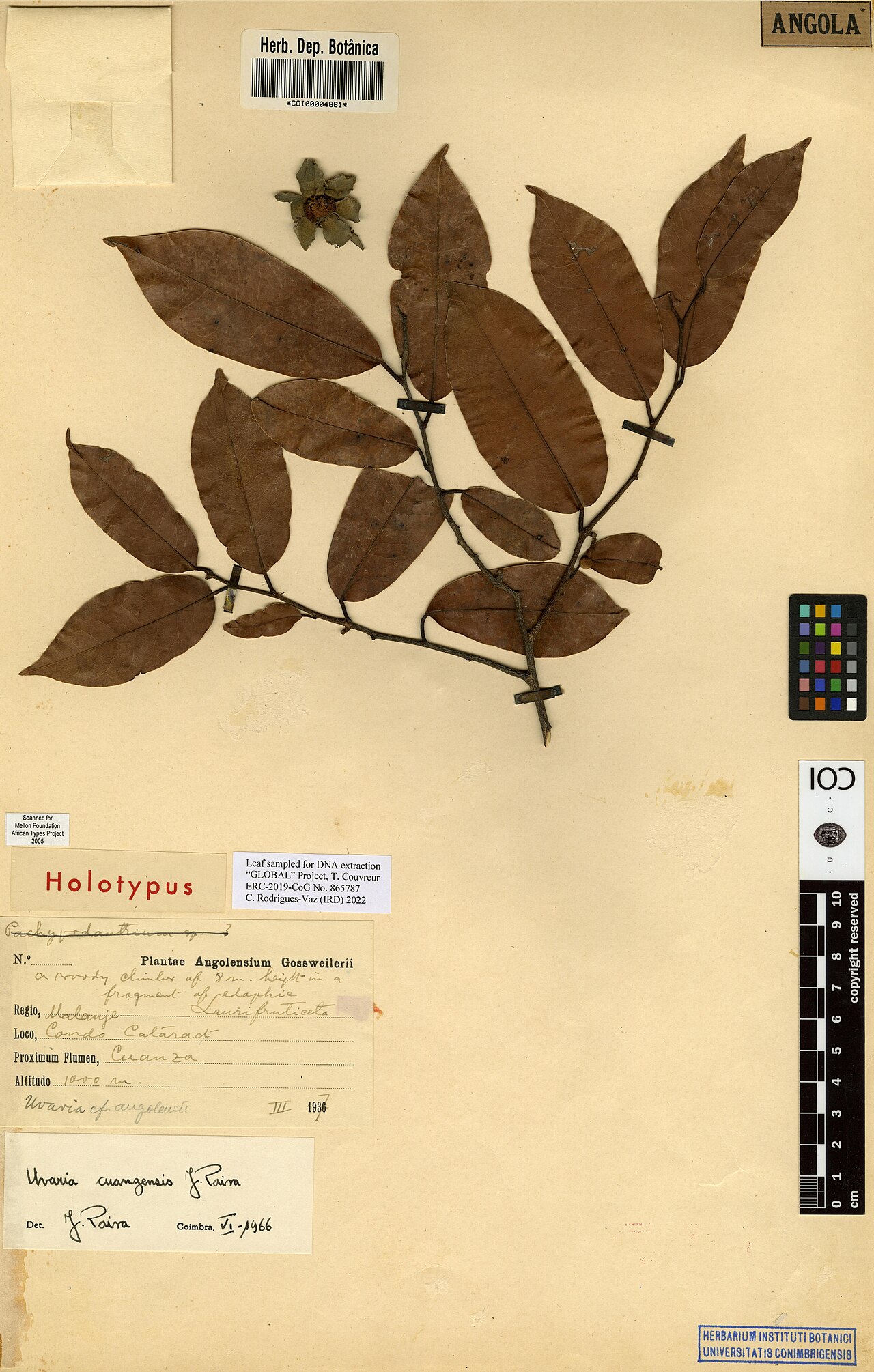 Uvaria cuanzensis