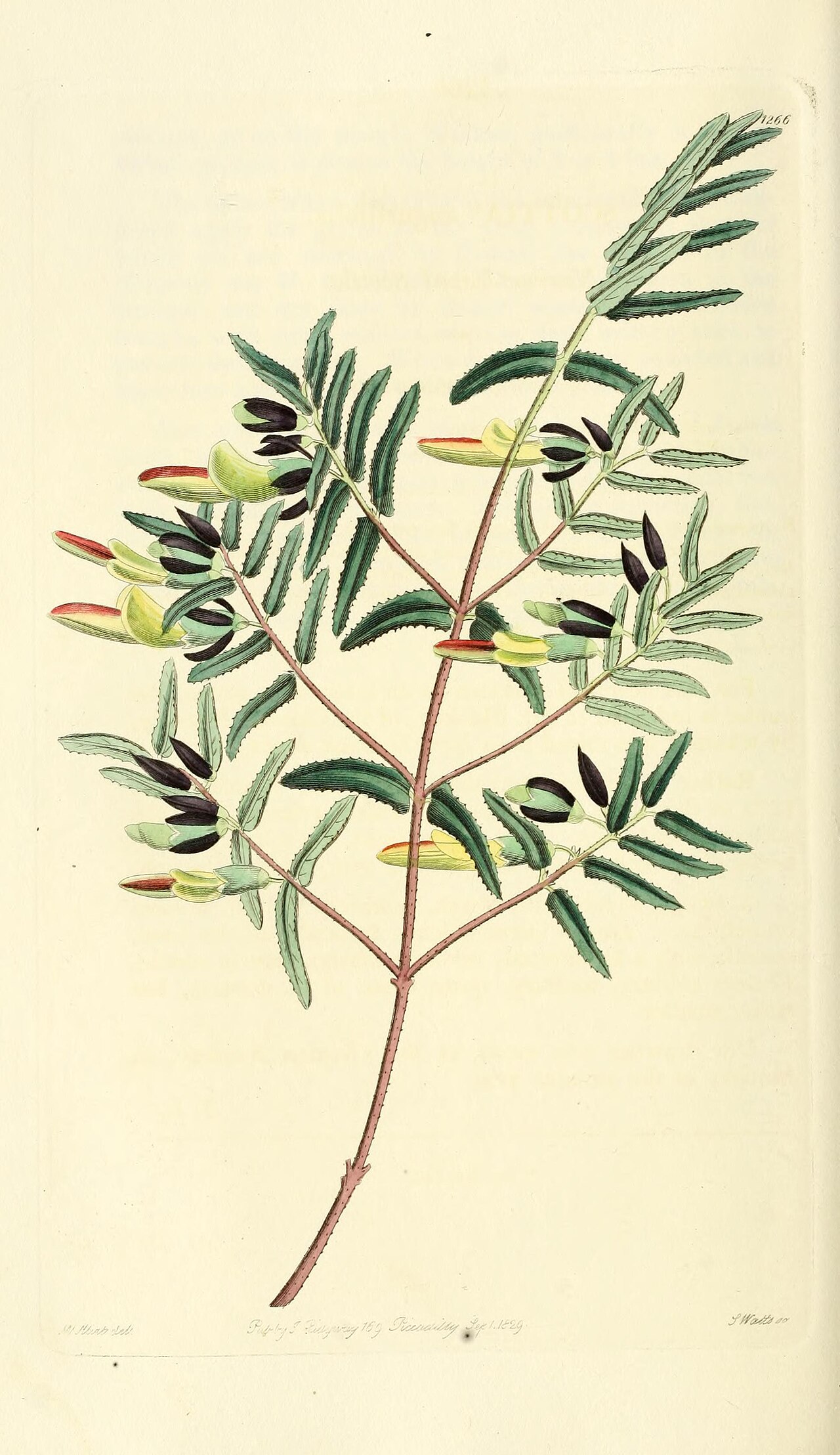 Bossiaea dentata