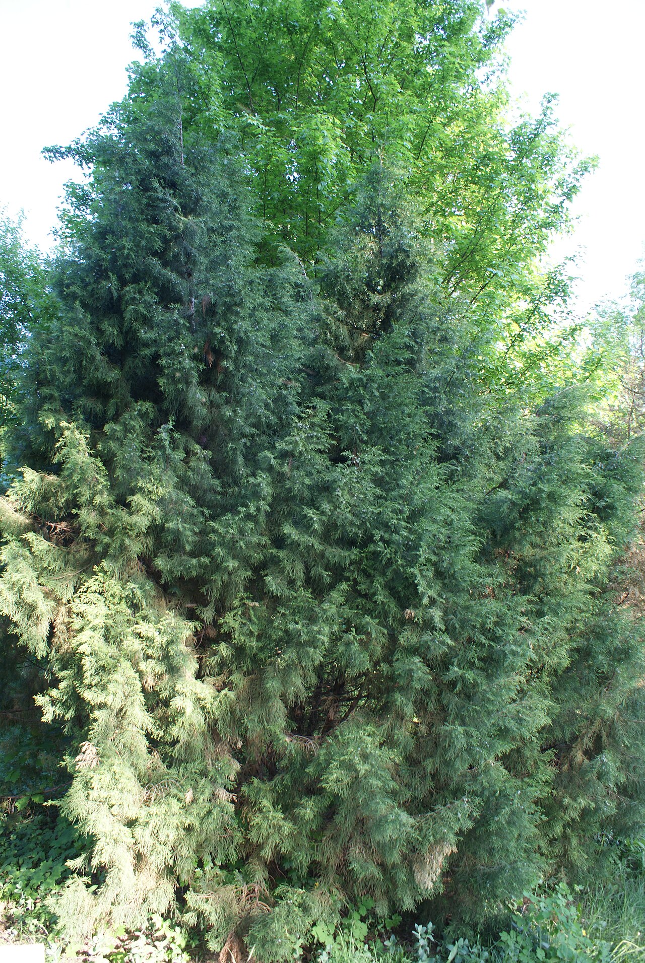 Juniperus semiglobosa