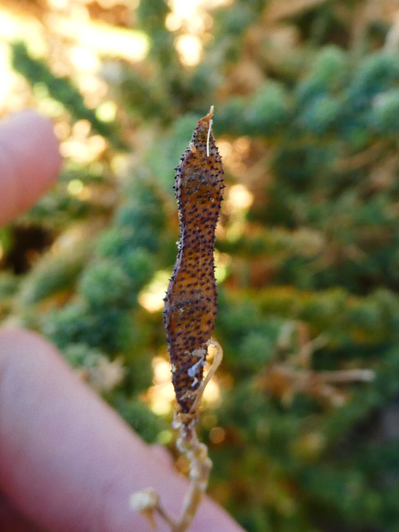 Adenocarpus viscosus