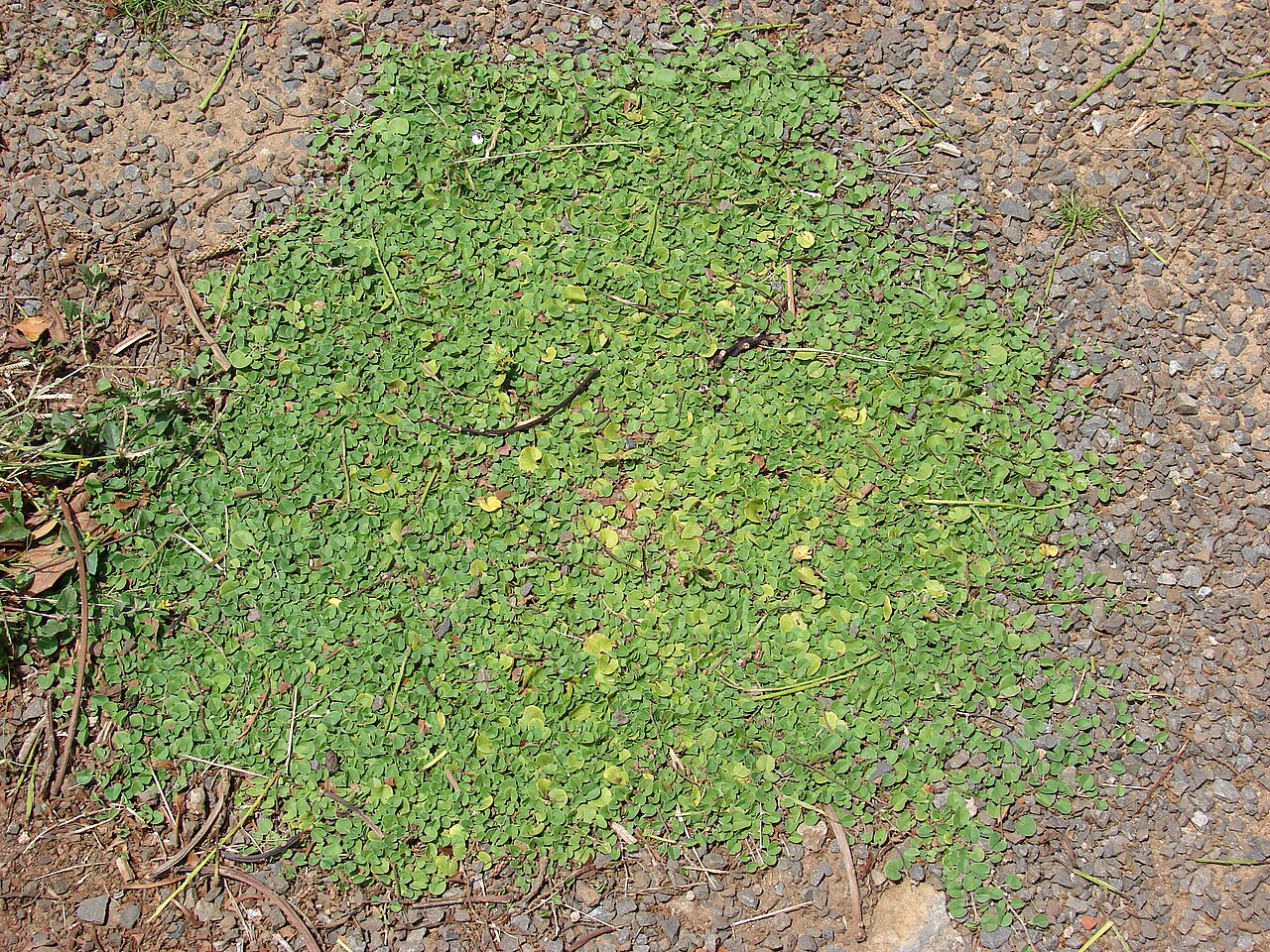 Dichondra micrantha