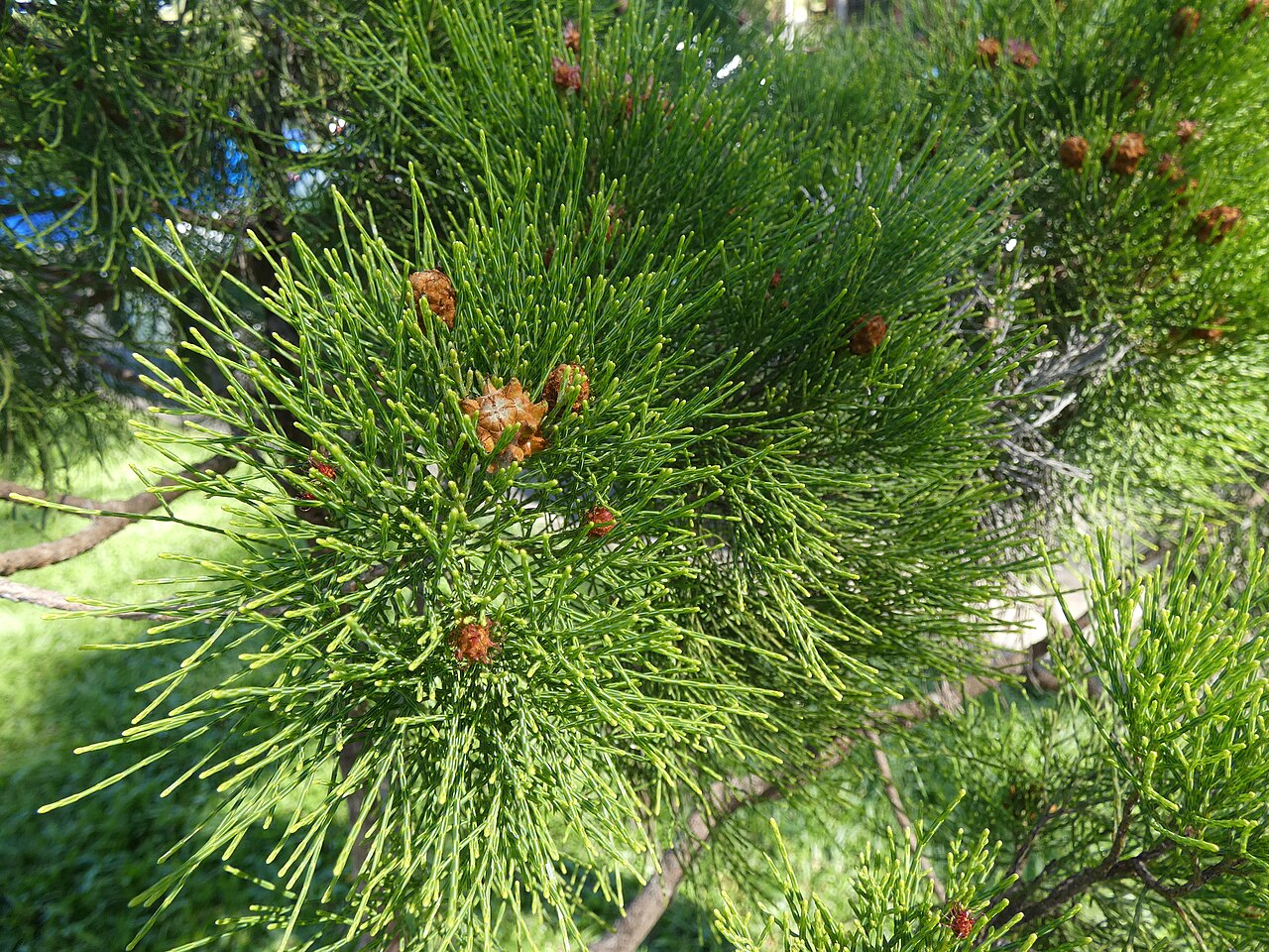 Gymnostoma australianum