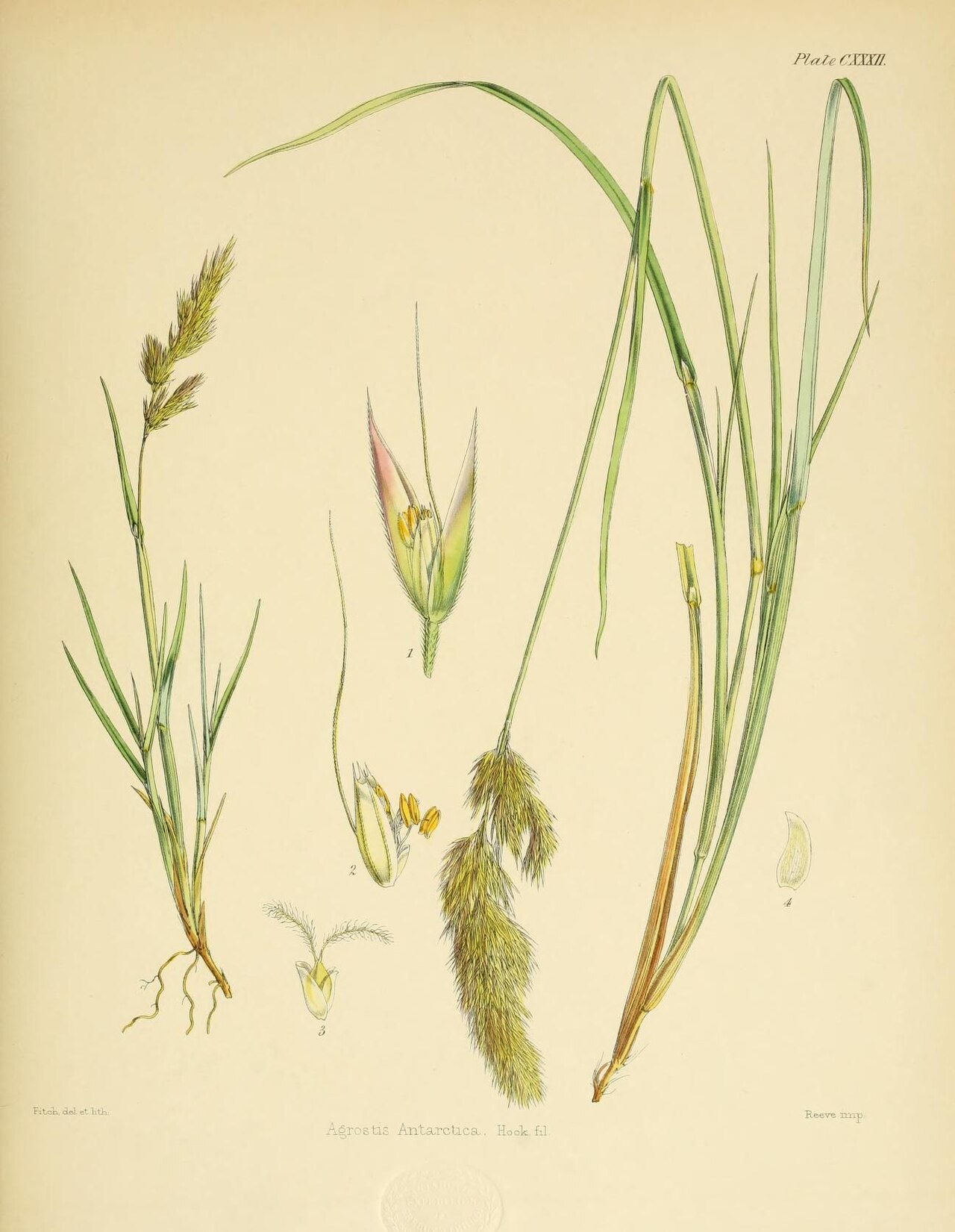 Agrostis magellanica