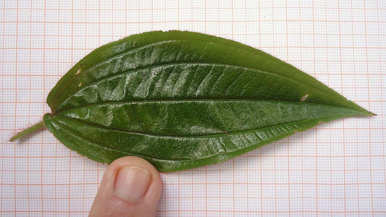Aciotis rubricaulis