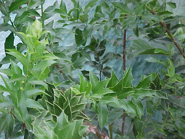 Monteverdia ilicifolia