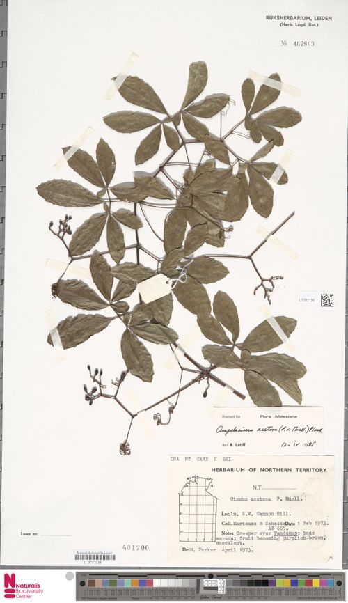 Ampelocissus